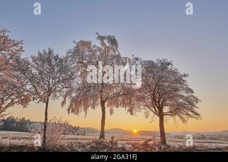 Gefrorene, farbige Silberbirke, Warzenbirke oder europäische weiße Birke (Betula pendula) auf einer Wiese bei Sonnenaufgang; Bayern, Deutschland Stockfoto