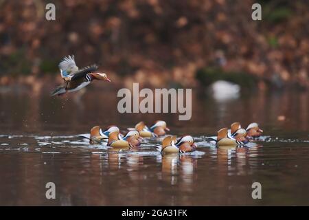 Mandarinente (Aix galericulata) Männchen landet auf einem See; Bayern, Deutschland Stockfoto