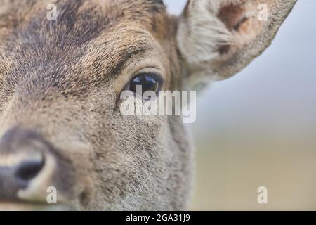 Extreme Nahaufnahme des Damhirsches (Dama dama), Porträt, gefangen; Bayern, Deutschland Stockfoto