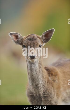 Damhirsch (Dama dama) Porträt, gefangen; Bayern, Deutschland Stockfoto