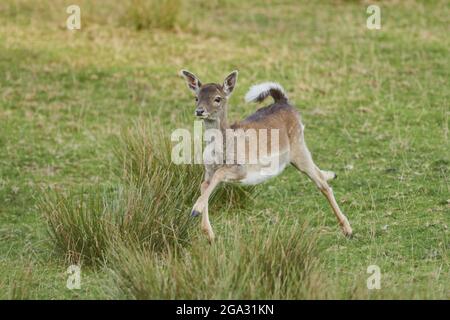 Damhirsch (Dama dama) läuft auf einer Wiese, gefangen; Bayern, Deutschland Stockfoto