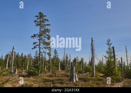 Alte norwegenfichte (Picea abies) Baumstämme und neu wachsende Bäume, Nationalpark Bayerischer Wald; Lusen, Bayern, Deutschland Stockfoto