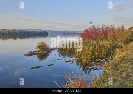 Bullush oder Raufralle (Typha latifolia) am Ufer der Donau bei Sonnenuntergang; Kiefenholz, Wiesent, Bayern, Deutschland Stockfoto