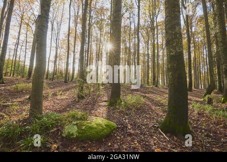 Gefärbte Buche oder Buche (Fagus sylvatica), Nationalpark Bayerischer Wald; Lusen, Bayern, Deutschland Stockfoto