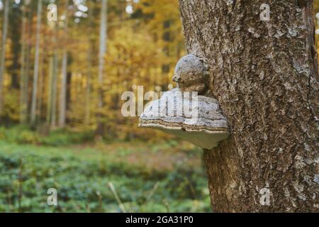 Rotgurtkegel (Fomitopsis pinicola) Pilz auf einem Baumstamm; Bayern, Deutschland Stockfoto