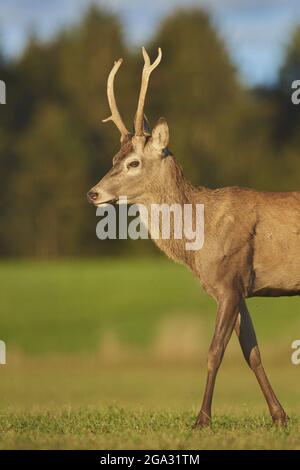 Rothirsch (Cervus elaphus) Hirsch auf einer Wiese, gefangen; Bayern, Deutschland Stockfoto