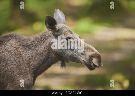 Elch- oder Elchkuh (Alces alces) auf einer Waldlichtung, gefangen, Nationalpark Bayerischer Wald; Bayern, Deutschland Stockfoto