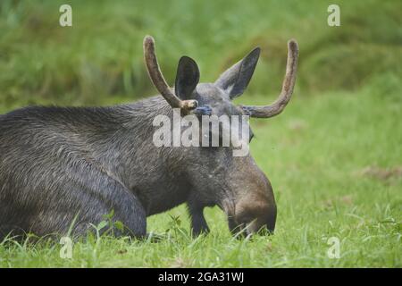 Elch- oder Elchbulle (Alces alces) auf einer Waldlichtung, Gefangener Nationalpark Bayerischer Wald; Bayern, Deutschland Stockfoto