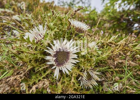 Stemless carline distle oder Zwergcarline distle (Carlina acaulis) auf dem Berg Schuttenhohe; Zell am See, Kaprun, Salzburg, Österreich Stockfoto