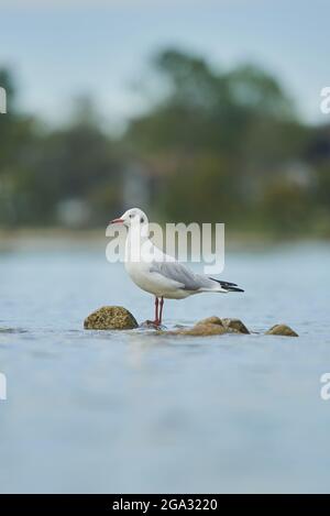 Schwarzkopfmöwe (Chroicocephalus ridibundus) am Chiemsee; Bayern, Deutschland Stockfoto