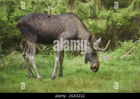 Elch- oder Elchbulle (Alces alces), der sich auf einer Waldlichtung ernährt, gefangen, Nationalpark Bayerischer Wald; Bayern, Deutschland Stockfoto