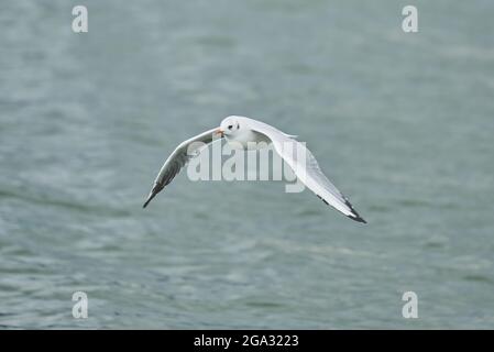 Schwarzkopfmöwe (Chroicocephalus ridibundus), die über den Chiemsee fliegt; Bayern, Deutschland Stockfoto