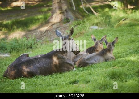 Elch- oder Elchkuh (Alces alces) mit Kälbern auf einer Waldlichtung, gefangen, Nationalpark Bayerischer Wald; Bayern, Deutschland Stockfoto