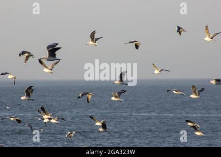 Eine große Schar von Möwen, vorwiegend Kapkelmöwen, im Flug über den Südatlantik, Kapstadt, Südafrika Stockfoto