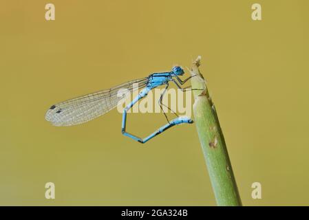 Blaue Damselfliege (Coenagrion puella) auf einem Pflanzenstamm vor gelbem Hintergrund; Bayern, Deutschland Stockfoto