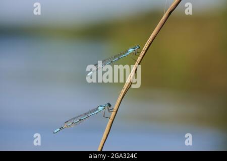 Blaue Damselfliegen (Coenagrion puella) auf einem Pflanzenstamm; Bayern, Deutschland Stockfoto