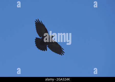 Alpine oder Gelbschnabelschnabel (Pyrrhocorax graculus), Großglockner, Nationalpark hohe Tauern; Österreich Stockfoto