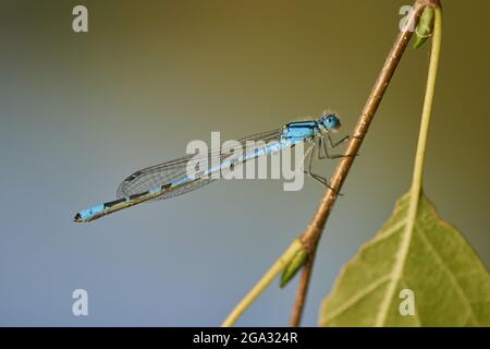 Blaue Damselfliege (Coenagrion puella) an einem Ast; Bayern, Deutschland Stockfoto