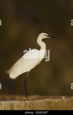 Wildtiere der Silberreiher (Egretta garzetta), Parc Naturel Regional de Camargue; Saintes-Maries-de-la-Mer, Camargue, Frankreich Stockfoto