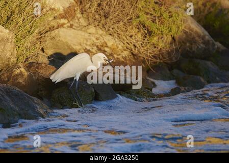 Wildtiere der Silberreiher (Egretta garzetta), Parc Naturel Regional de Camargue; Saintes-Maries-de-la-Mer, Camargue, Frankreich Stockfoto