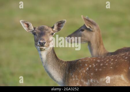 Damhirsch (Dama dama) Porträt, gefangen; Bayern, Deutschland Stockfoto