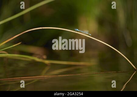 Blaue Damselfliege (Coenagrion puella) auf einem Pflanzenstamm; Bayern, Deutschland Stockfoto