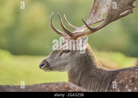 Damhirsch (Dama dama)-Bukportrait, gefangen; Bayern, Deutschland Stockfoto