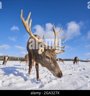 Rotwild (Cervus elaphus) auf einer verschneiten Wiese; Bayern, Deutschland Stockfoto
