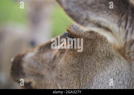 Extreme Nahaufnahme des Auges eines Rothirschs (Cervus elaphus); Bayern, Deutschland Stockfoto