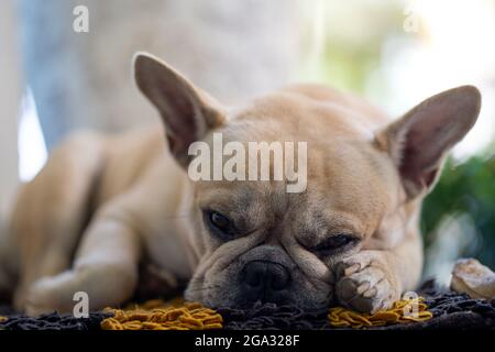 Selektive Fokusaufnahme einer französischen Bulldogge, die drinnen auf einer Matte auf dem Boden liegt Stockfoto