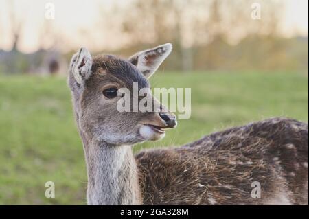 Damhirsch (Dama dama) Porträt, gefangen; Bayern, Deutschland Stockfoto