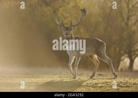 Damhirsch (Dama dama) auf einer Wiese, gefangen; Bayern, Deutschland Stockfoto