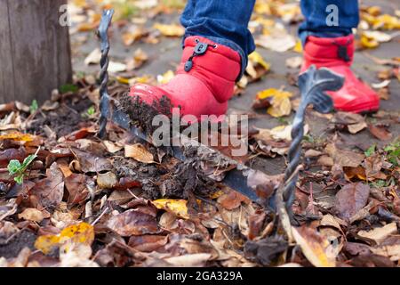 Stiefel auf einem Schuhschaber. Schmutzige Gummistiefel werden auf dem englischen traditionellen Schuhschaber im Herbstgarten von Schmutz von der Sohle gereinigt Stockfoto