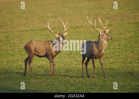Damwild (Dama dama) Böcke auf einer Wiese, gefangen; Bayern, Deutschland Stockfoto