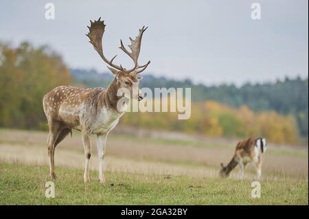 Damwild (Dama dama) auf einer Wiese, gefangen; Bayern, Deutschland Stockfoto