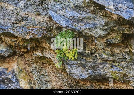 Gelbe Bergsaxifrage oder gelbe Steinsaxifrage (Saxifraga aizoides) Pflanze, die aus einem Riss im Felsen wächst; Österreich Stockfoto