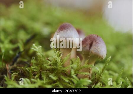 Rosenhaubenpilz (Mycena rosea); Bayern, Deutschland Stockfoto