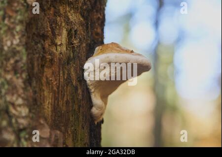 Rotgurtkegel (Fomitopsis pinicola) Pilz auf einem Baumstamm; Bayern, Deutschland Stockfoto