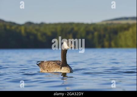 Kanadagans (Branta canadensis) beim Schwimmen in einem See; Bayern, Deutschland Stockfoto