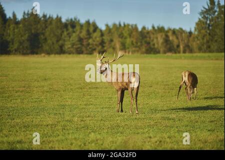 Rotwild (Cervus elaphus) auf einer Wiese, gefangen; Bayern, Deutschland Stockfoto