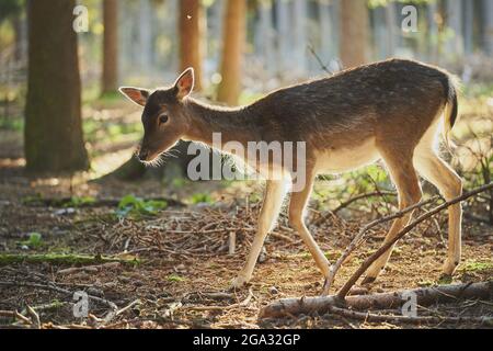 Damhirsch (Dama dama), hinterleuchtet durch Sonnenlicht in einem Wald, gefangen; Bayern, Deutschland Stockfoto