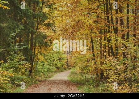 Wanderweg durch den Wald mit farbigen europäischen Buchenbäumen (Fagus sylvatica); Bayern, Deutschland Stockfoto