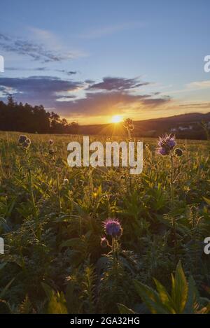 Sonnenuntergang auf einem Feld mit blauem oder violettem Tansy (Phacelia tanacetifolia) bei Wiesent; Bayern, Deutschland Stockfoto
