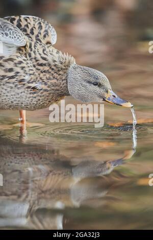 Mallard (Anas platyrhynchos) Weibchen trinkt aus einem See mit einem Spiegelbild auf dem Wasser; Bayern, Deutschland Stockfoto