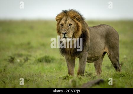 Männlicher Löwe (Panthera leo leo) steht und starrt über der grasbewachsenen Ebene, dem Maasai Mara National Reserve; Narok, Masai Mara, Kenia Stockfoto