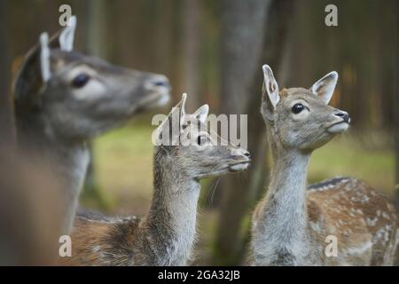 Damwild (Dama dama) im Wald, gefangen; Bayern, Deutschland Stockfoto