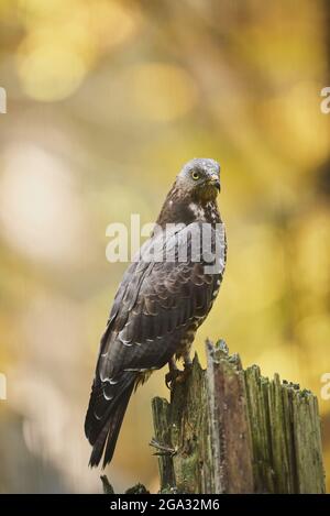 Europäischer Honigbussard (Pernis apivorus) sitzt auf einem Glied, gefangen, Nationalpark Bayerischer Wald; Bayern, Deutschland Stockfoto