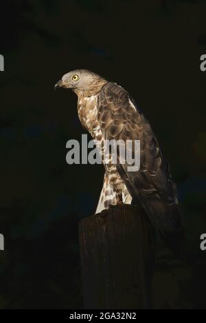 Europäischer Honigbussard (Pernis apivorus) sitzt auf einem Glied, gefangen, Nationalpark Bayerischer Wald; Bayern, Deutschland Stockfoto