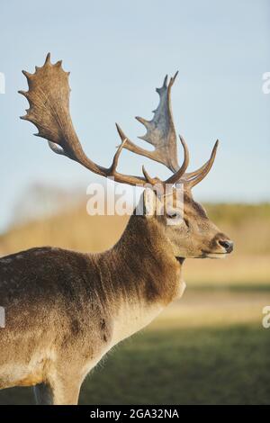 Damhirsch (Dama dama) Porträt, gefangen; Bayern, Deutschland Stockfoto