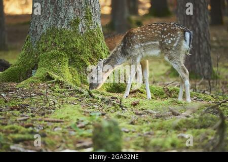 Damwild (Dama dama) im Wald, gefangen; Bayern, Deutschland Stockfoto